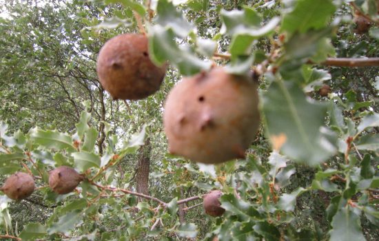 Agallas de los robles