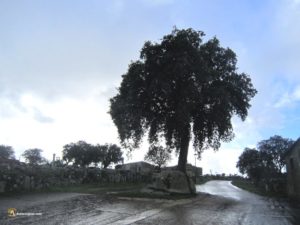 Encina en una calle de Salce