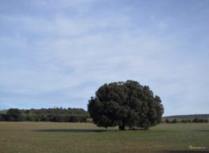 Encina en el Enebral. Soria