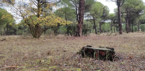 Pinar de la Marina Baja. Herrera de Duero