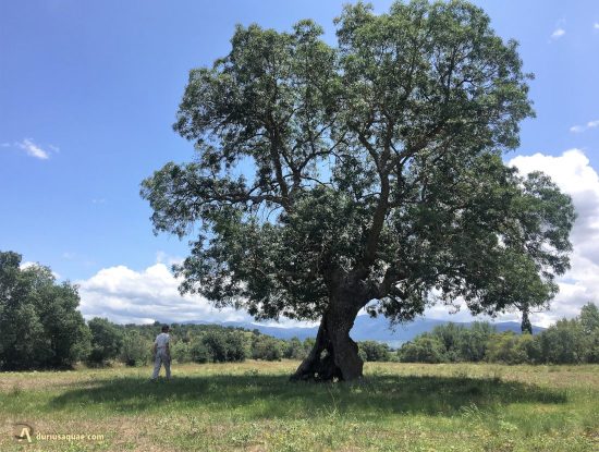 Fresno centenario y hueco en Duruelo. Segovia