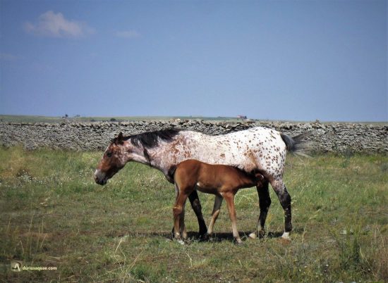 potrillo mamando en Diego Álvaro, Ávila