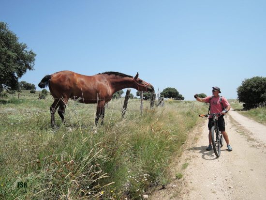 Fotografía a un caballo