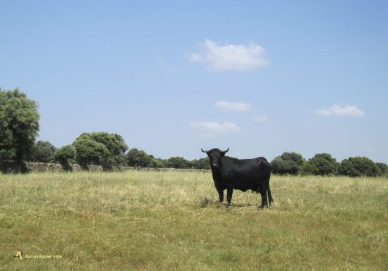 Vaca negra avileña