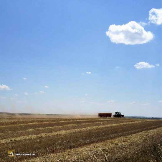 Cosecha en el Arlanza