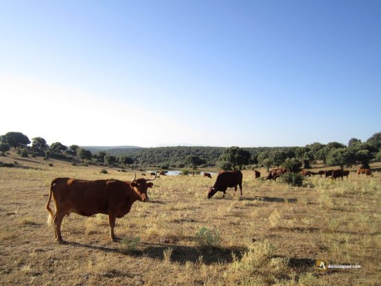 Dehesas del Campo Charro