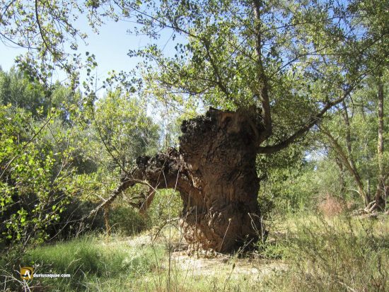 Viejo chopo junto al Duero, Castilla y León