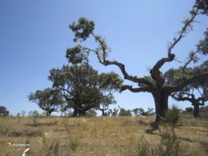 Campo Charro