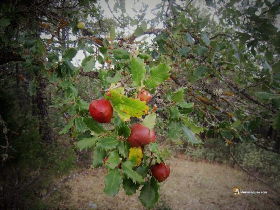 Robles en Villalvilla de Montejo. Segovia