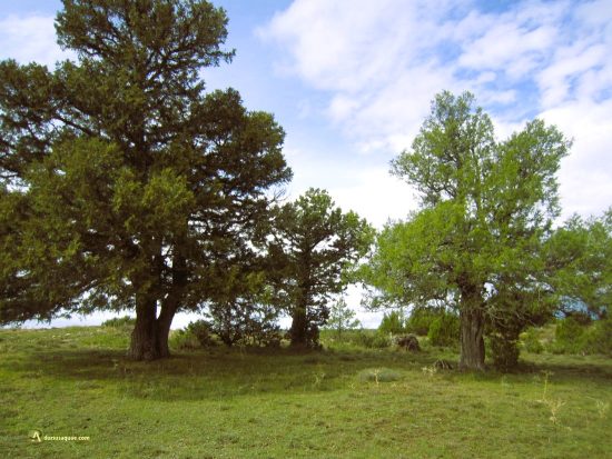 Sabinas en la Sierra de Cabrejas. Soria