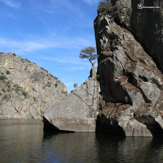 Encina sobre una roca junto al Duero
