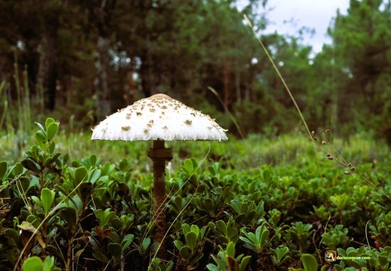 Pinares de Soria. Macrolepiota