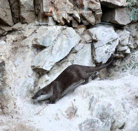 Nutria del Douro