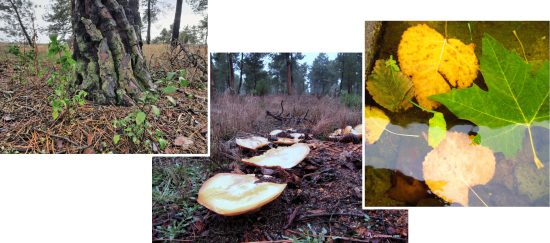 Otoño en La Moraña