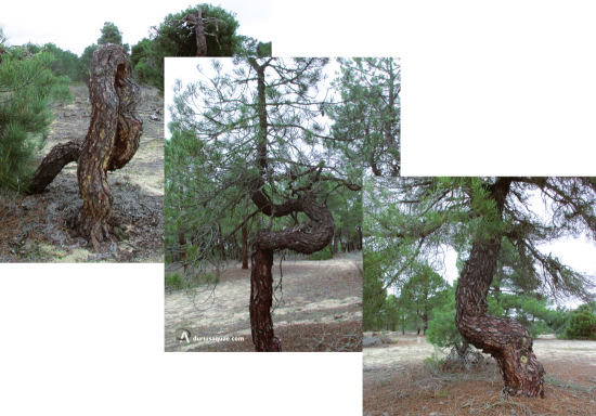 Curiosos pinos negrales. Tierra de Pinares