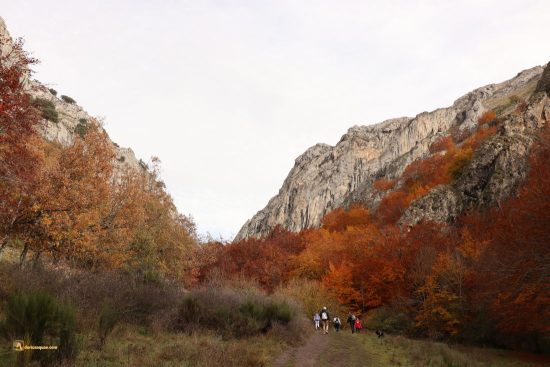 Hayedo de Ciñera. Ciñera, León