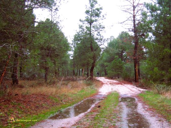 Pinares de la Moraña