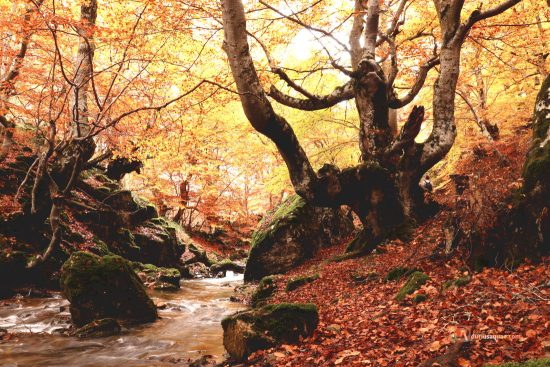 Faedo de Ciñera. Castilla y León