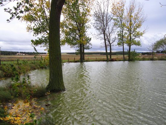 Bodón en Bohodón. Ávila. Castilla y León