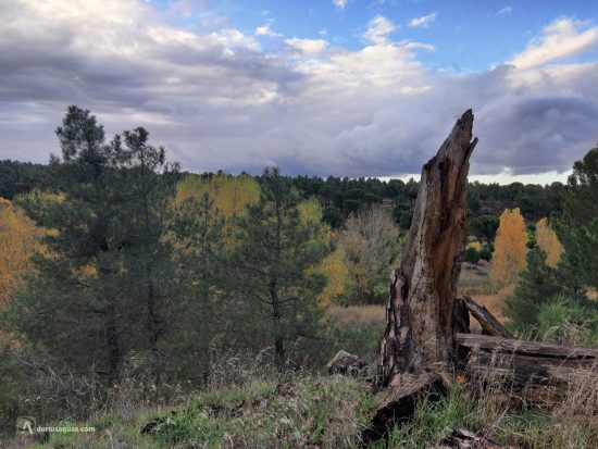 Río Arevalillo entre Tiñosillos y Arévalo