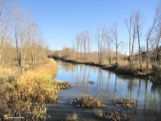 El río Valdavia en Bárcena de Campos
