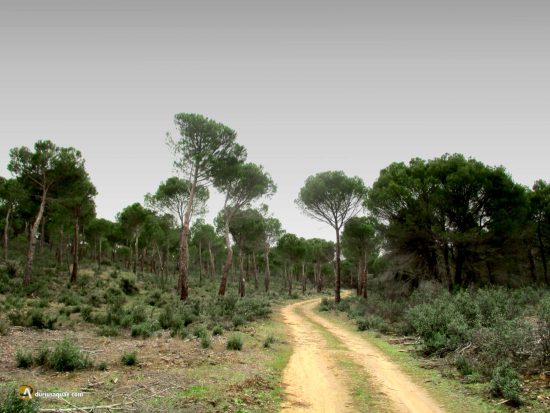 Monte la Reina. Toro