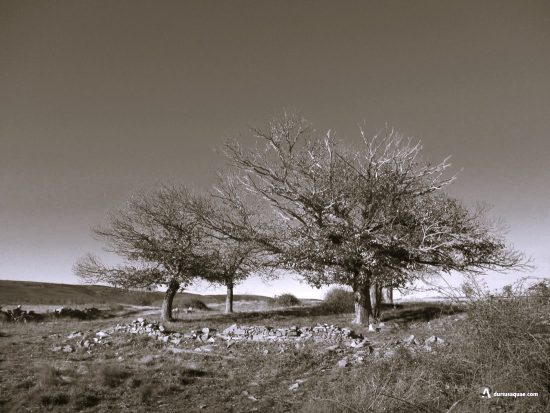 Era en Tábara. Zamora