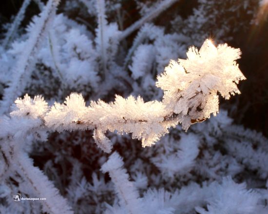 Escarcha junto al Esla