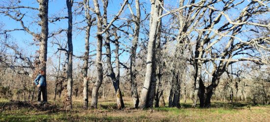 Quejigos en invierno. Cistierna