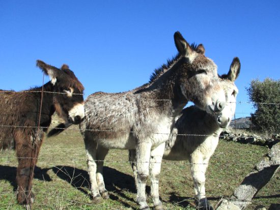 Burros en Casas del Puerto. Ávila