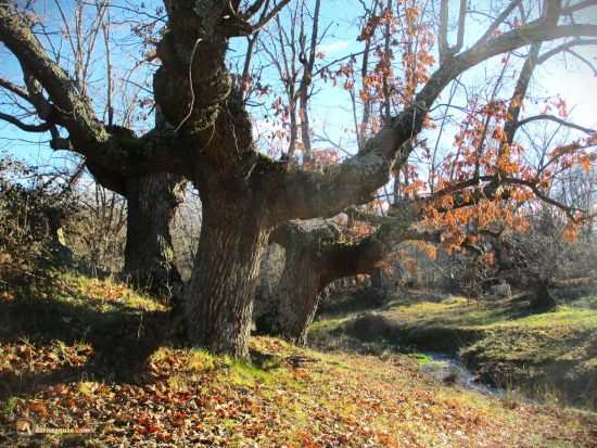 Robles en San Miguel de Corneja. Ávila