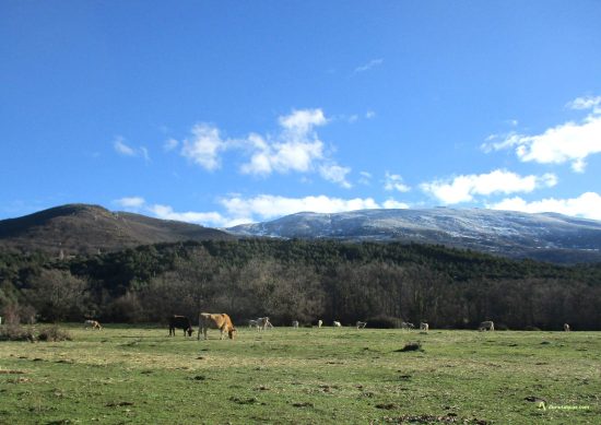 San Miguel de Corneja. Prados