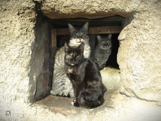 Gatos en ventanuco. Pueblo de Castilla y León
