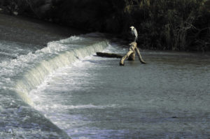 Rio Segura en Archena