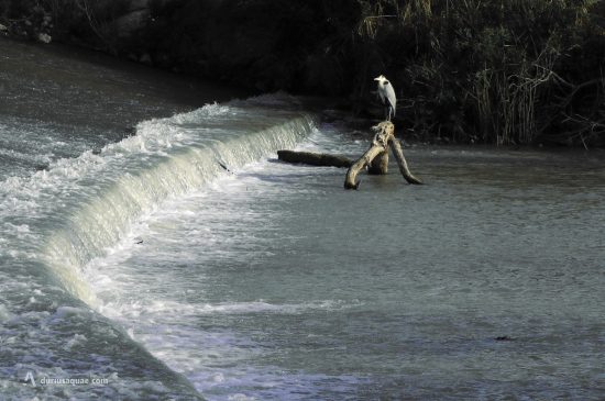 Rio Segura en Archena