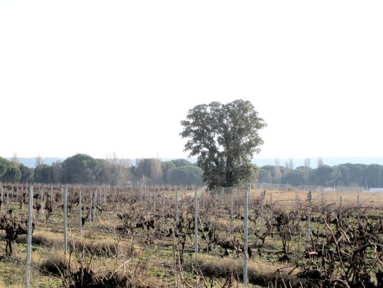 Viñas y encina en la Dehesa de Peñalba