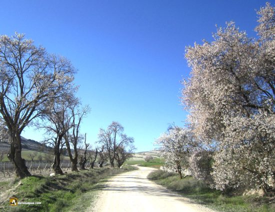 Peñafiel, camino de almendros