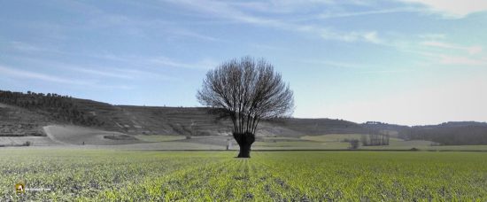 Fresno en Canalejas de Peñafiel