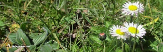 Durius Aquae: Chirivitas en el prado