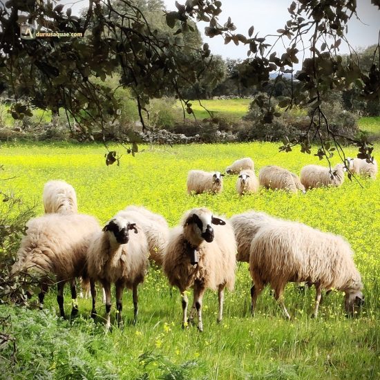 Ovejas churras en Sayago, Zamora