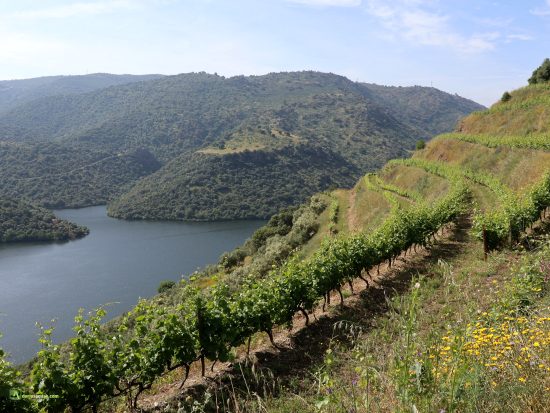 Viñas Douro Internacional