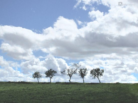 Árboles en Tierra de Campos. Roales, Valladolid
