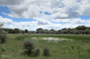 Charca en el monte de la Mata, Zamora. Tierra de Campos