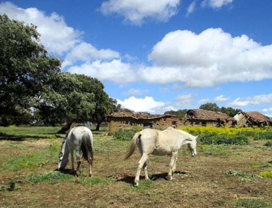 Caballos en las Potradizas. Valdescorriel. Tierra de Campos