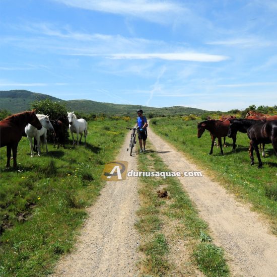 Por la cañada de la Vera de la Sierra. Cañada Real Soriana