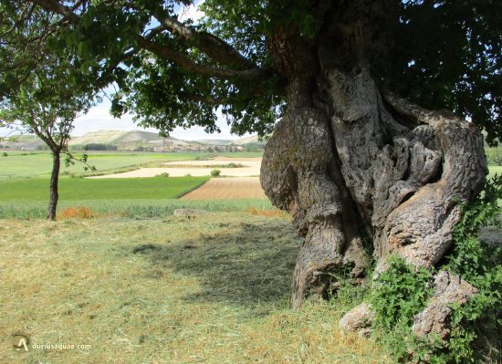 Viejo moral en la Ermita de Vallehermoso. Los Balbases