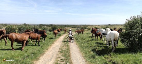 Cañada Real Soriana Occidental en Segovia