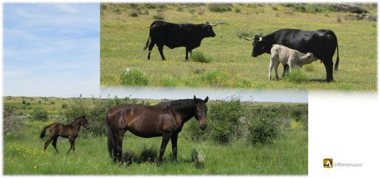 Crías con sus madres en la cañada