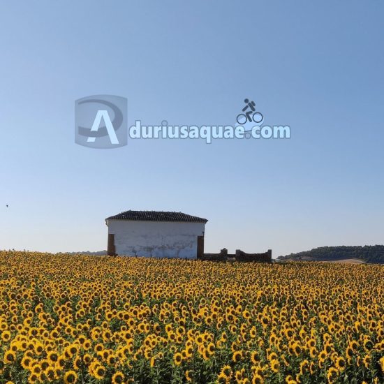 Palomar entre girasoles. Santoyo, Palencia