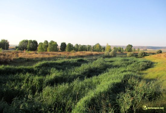 Río Ucieza, Piña de Campos, Palencia